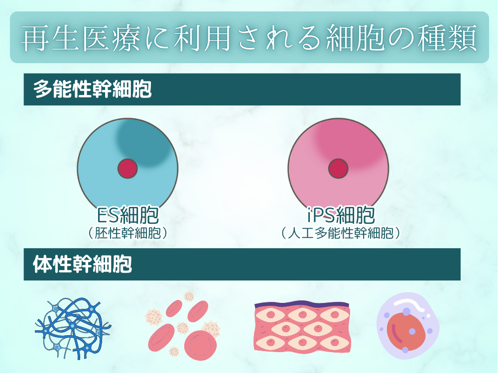 再生医療に利用される細胞の種類