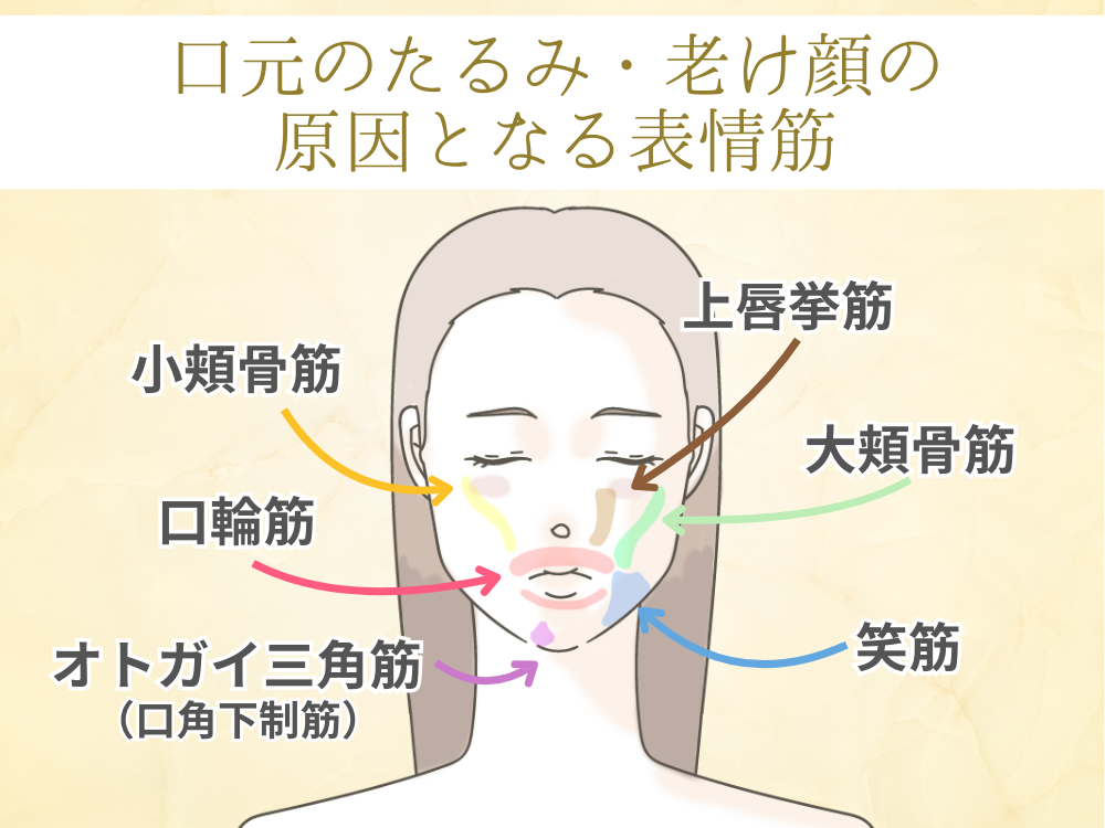 口元のたるみ、老け顔の原因となる表情筋