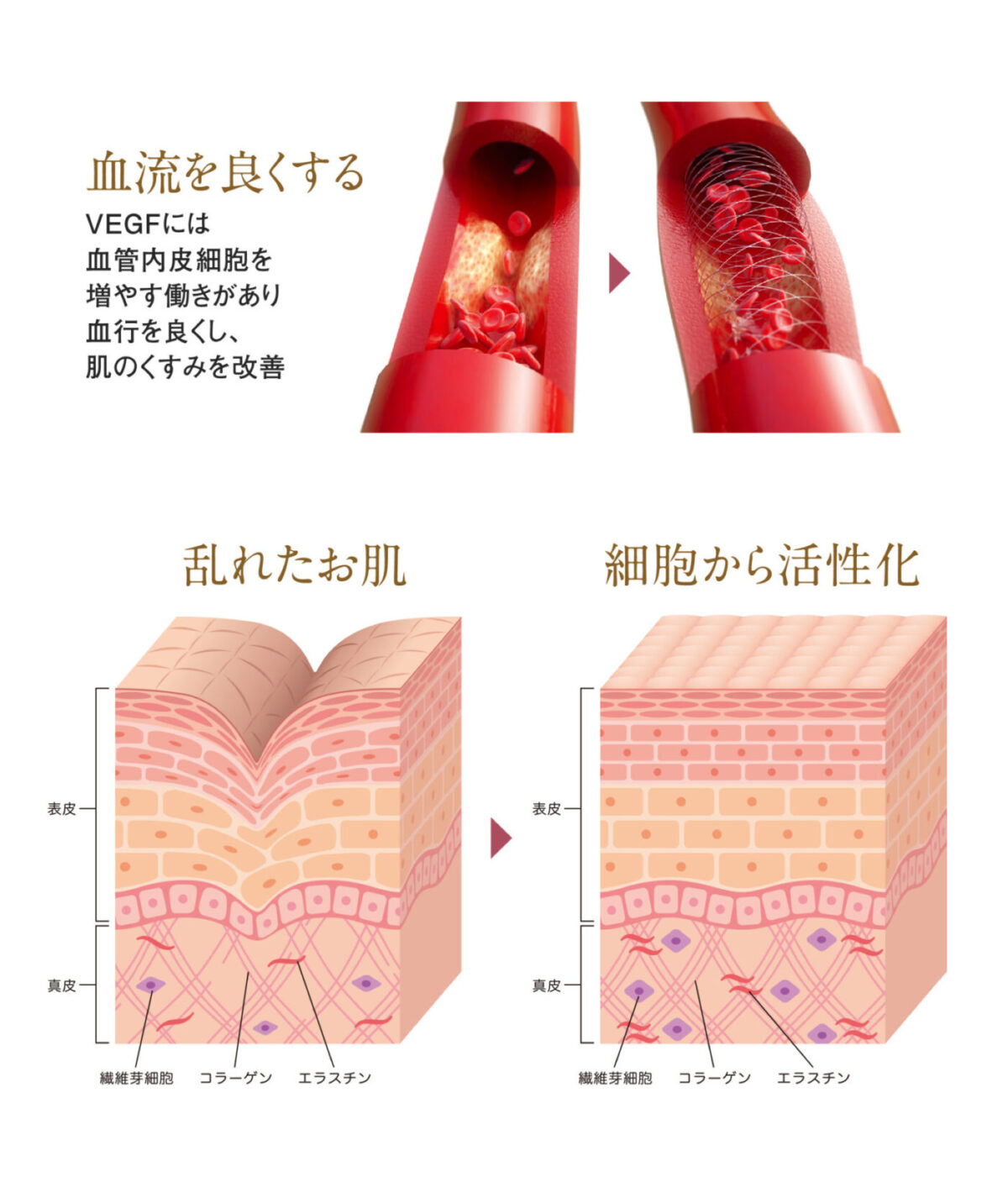 血管と肌図