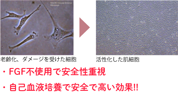 細胞が活性化する様子