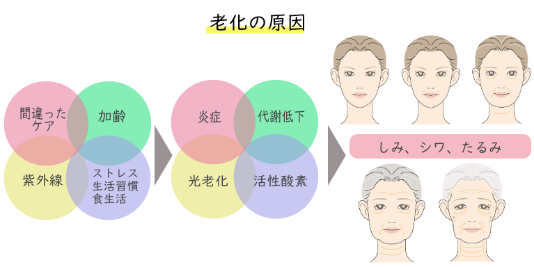 老化の原因