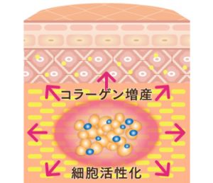 PRP皮膚再生療法とは?