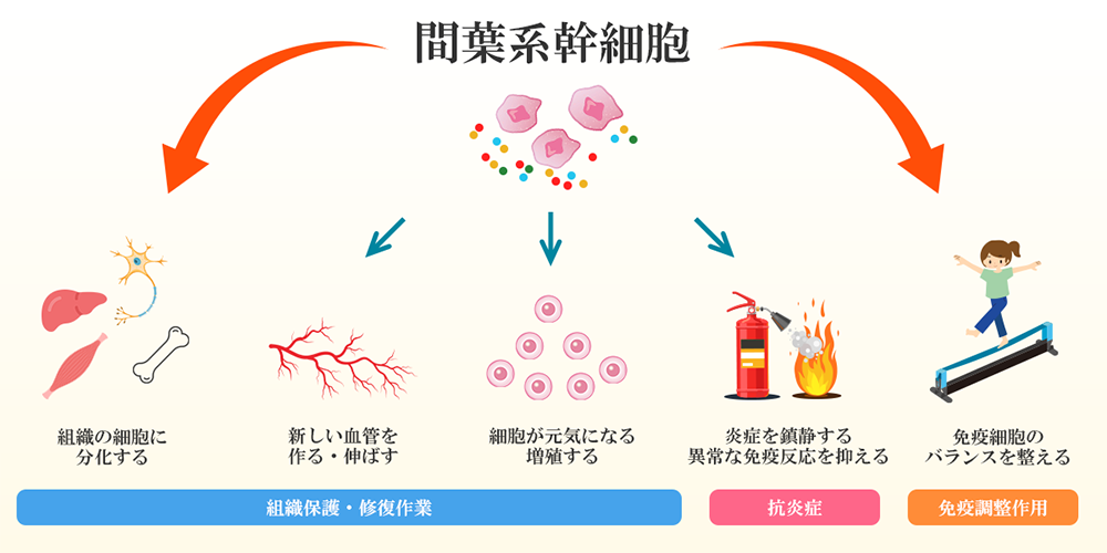 間葉系幹細胞のイメージ