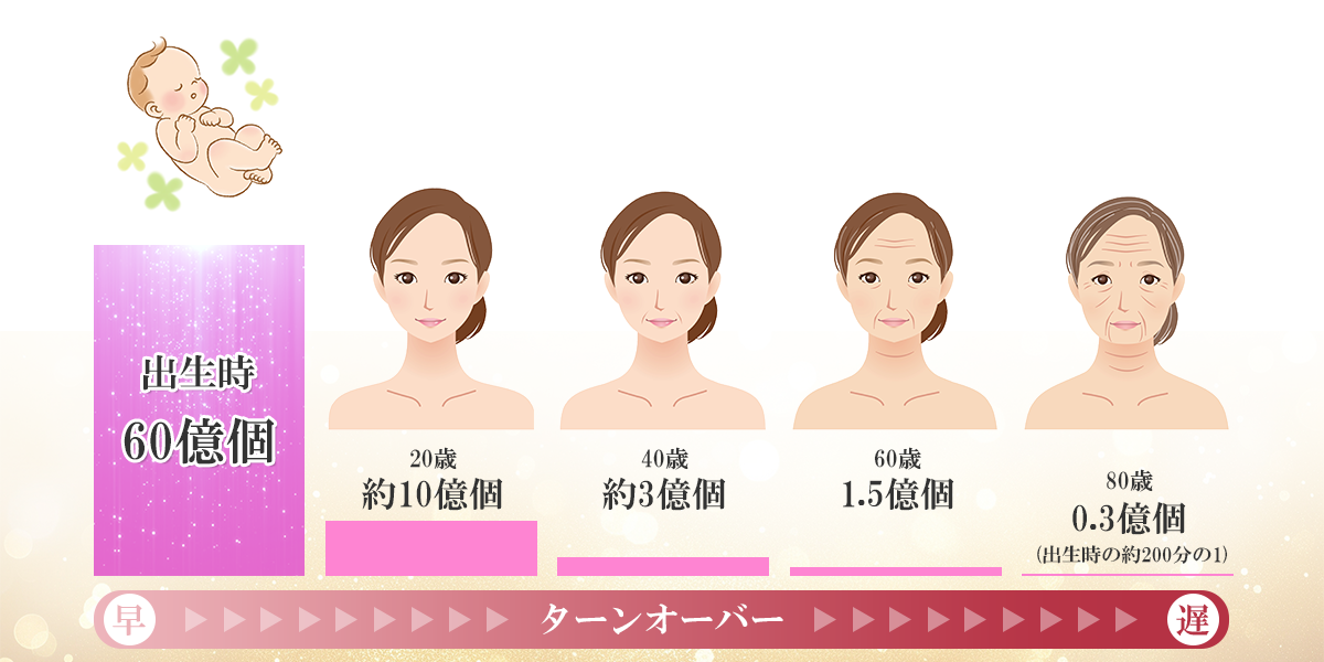 細胞の数が年齢と共に減少