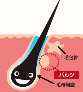 バルジ領域