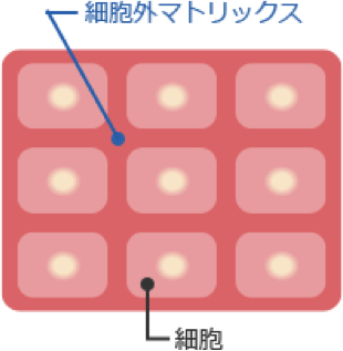 細胞外マトリックスのイメージ