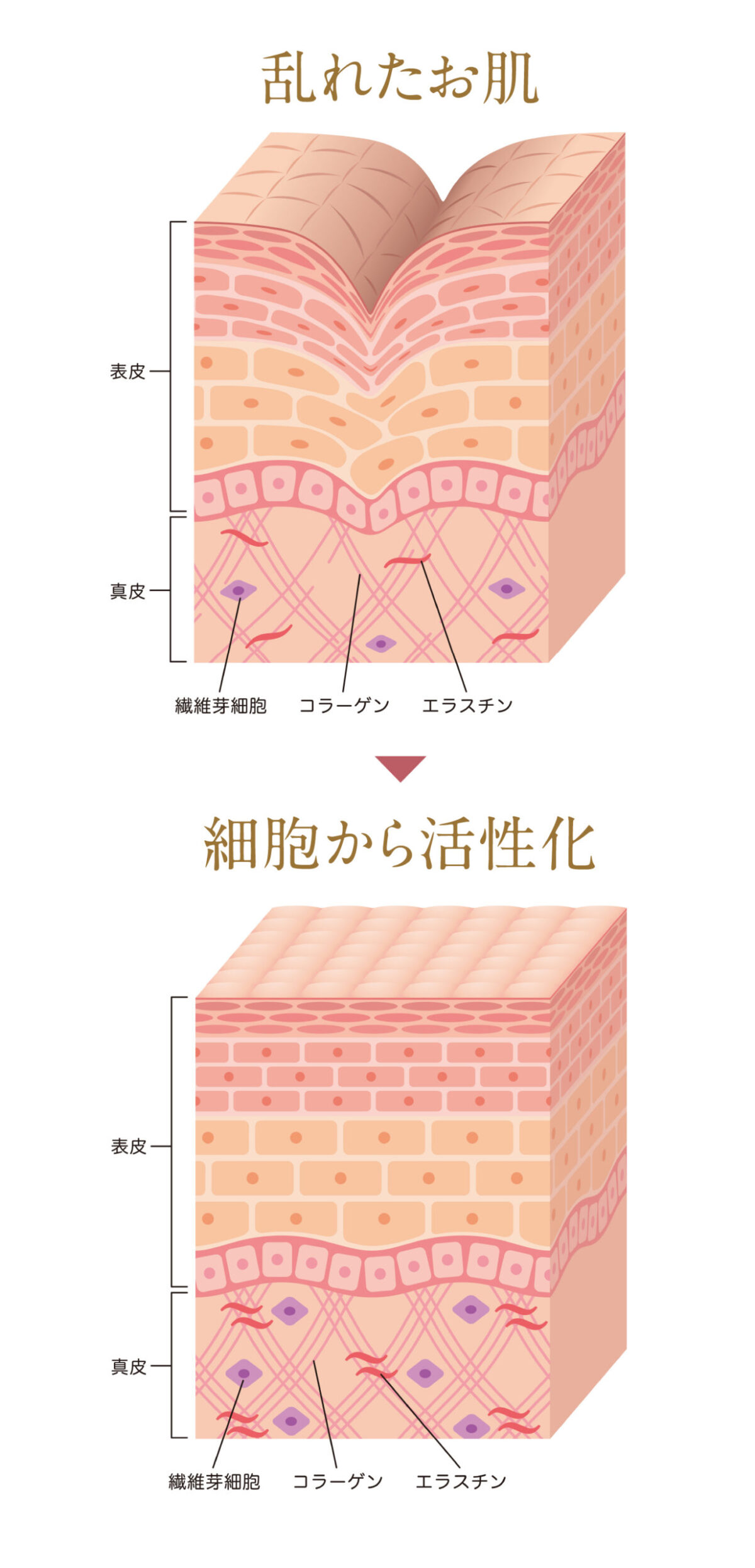 肌図