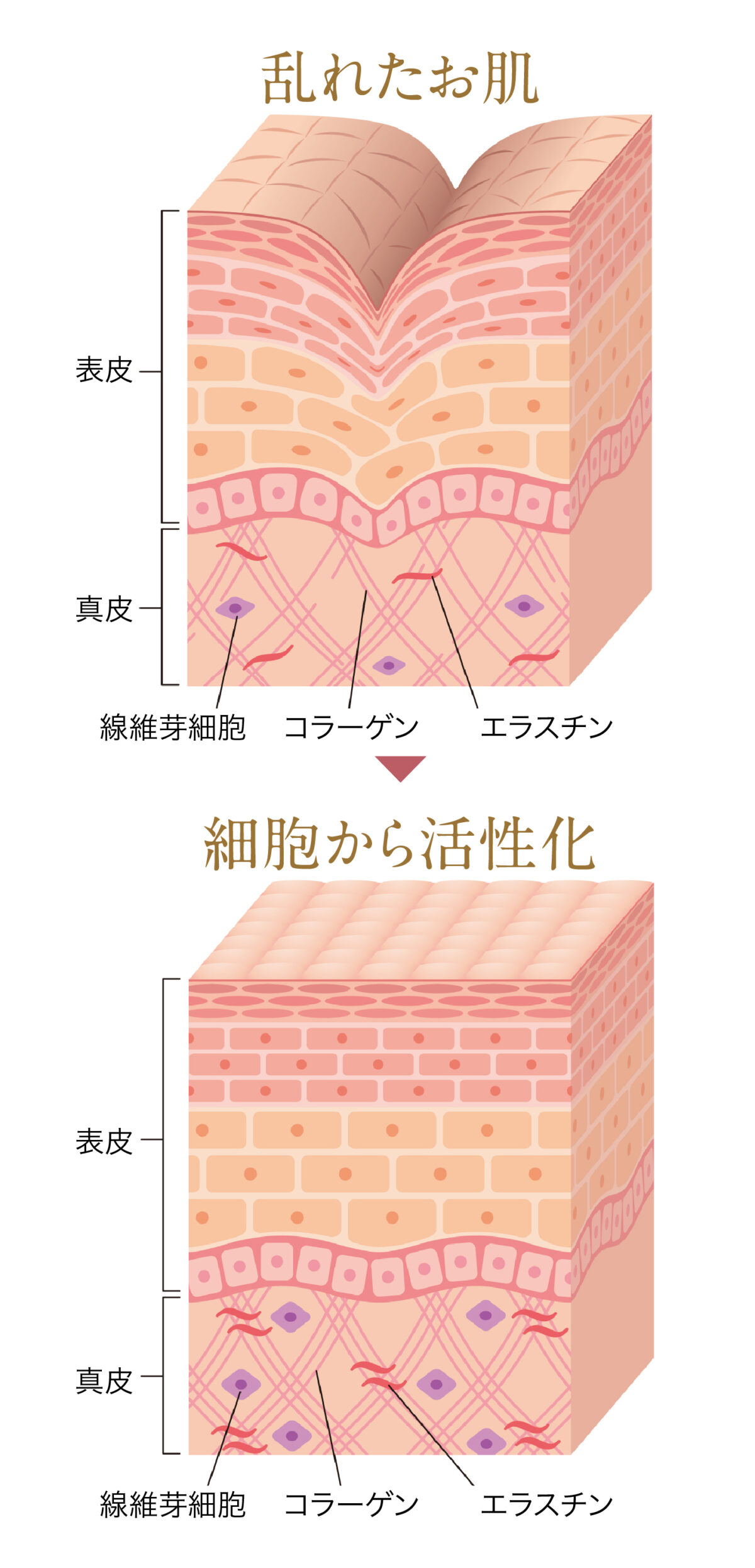 幹細胞肌図 線維芽細胞