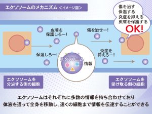 エクソソーム